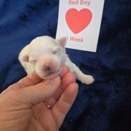 Red Male - White male Maltipoo puppy in Sahuarita, Arizona from Cowgirl's Legacy Maltipoos