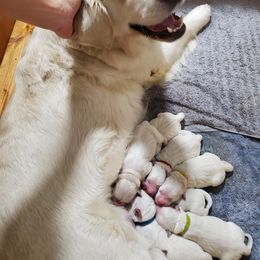Golden Retriever Puppies from Hoekema Homestead Goldens
