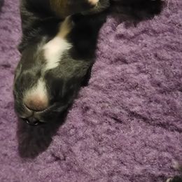 Australian Shepherd Puppies from Summit Australian Shepherds