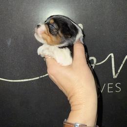Sasha - Parti female Yorkshire Terrier puppy in Dalton, Georgia from Southern Charm Precious Paws