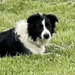 Cowboy - Border Collie