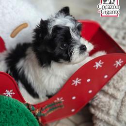 Jinu - Parti male Yorkshire Terrier puppy in California from Corazon de gigante