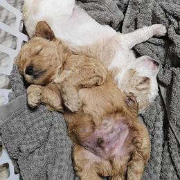 Goldendoodle Puppies from Doodles Fur Days