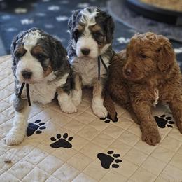 Aussiedoodle and Double Doodle Puppies from Parrish Precious Ones Texas
