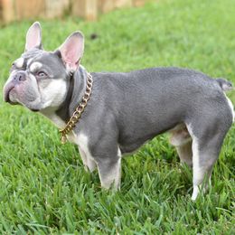 French Bulldogs from Dejavu Frenchies