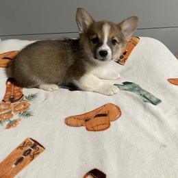 Junior - Sable male Pembroke Welsh Corgi puppy in Canton, Texas from Circle M Corgis
