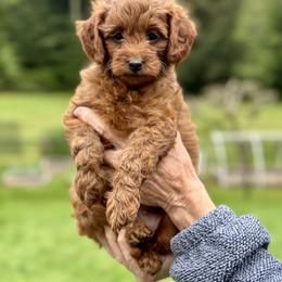 Goldendoodle Puppies from Amazing Grace Doodles