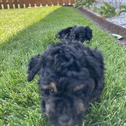 Aussiedoodle Puppies from Olive Tree Mini Aussiedoodles