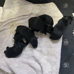 George - Black male Scottish Terrier puppy in Goodrich, Texas from Landrum Scottish Terriers