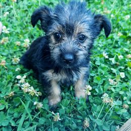 Boy 6 - male Yorkshire Terrier puppy in Bolton, Connecticut from Elle Yorkies