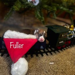 Fuller - Sable male Pembroke Welsh Corgi puppy in Sheldon, Missouri from Clearsky Corgis