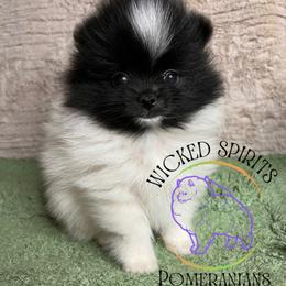 ON HOLD AKC ROMEO - Black parti male Pomeranian puppy in Watkins Glen, New York from Wicked Spirits Pomeranians