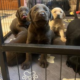 Labrador Retriever Puppies from Knotty Creek Labradors