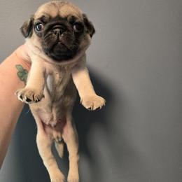 Boy 2 - Fawn male Pug puppy in Auburn, Kentucky from Prentice Family Pugs