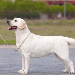 MARINA - Labrador Retriever
