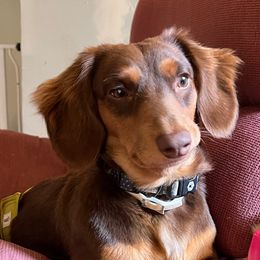 Dusty - Dachshund