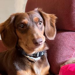 Dusty - Dachshund