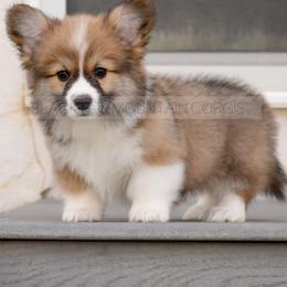 American Corgi and Pembroke Welsh Corgi Puppies from Blacktail Mountain Corgis