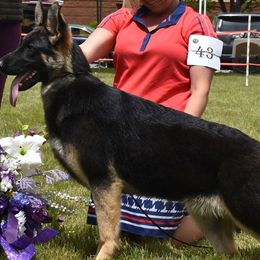 German Shepherds from Conlee German Shepherds