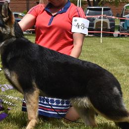 German Shepherds from Conlee German Shepherds
