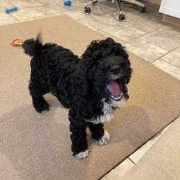 Peter - Black male Goldendoodle puppy in Sugarcreek, Ohio from True Hearted Doodles