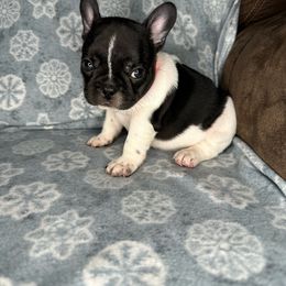 Girl 2 - French Bulldog puppy in The Dalles, Oregon from RC French Bulldogs