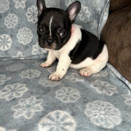 Girl 2 - French Bulldog puppy in The Dalles, Oregon from RC French Bulldogs