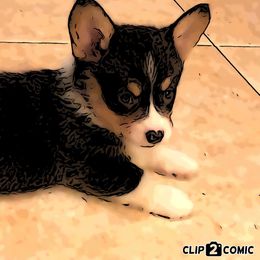 American Corgi and Pembroke Welsh Corgi Puppies from Red White & Bluie Corgi