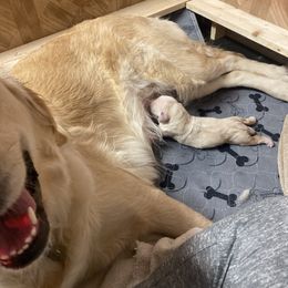 Boy 1 - Golden Golden Retriever puppy in Michigan from Sugar Maple Golden Retrievers