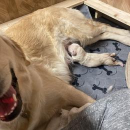 Boy 1 - Golden Golden Retriever puppy in Michigan from Sugar Maple Golden Retrievers