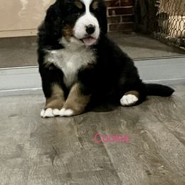 Bernese Mountain Dog Puppies from Willow Tree Berners