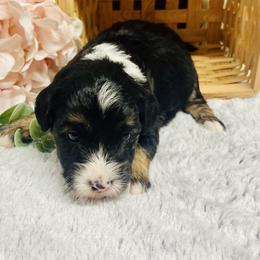 Penelope - Black tri-color female Aussiedoodle puppy in Hamilton, Michigan from White Pine Farm