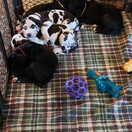 Dachshund and Great Dane Puppies from Bellator Danes & Mini Dachshunds