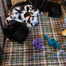 Dachshund and Great Dane Puppies from Bellator Danes & Mini Dachshunds