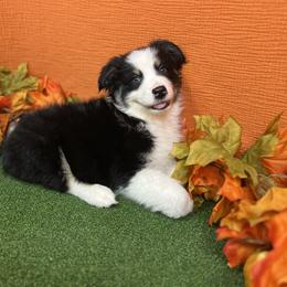 Australian Shepherd Puppies from Copper Top Aussies