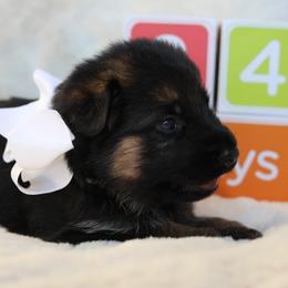 German Shepherd Puppies from Broward Shepherds