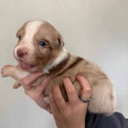 Bailey - Red merle female Australian Shepherd puppy in Weeki Wachee, Florida from Ace of Spades Australian Shepherds