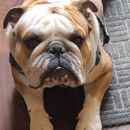 Bulldogs from Null Bulldogs
