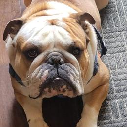 Bulldogs from Null Bulldogs