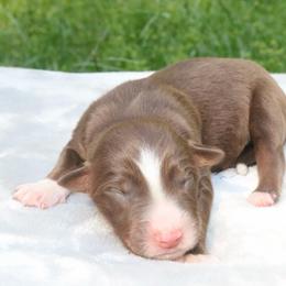 Fresco - Red tri-color male Australian Shepherd puppy in Macon, Georgia from Shaina’s Shepherds