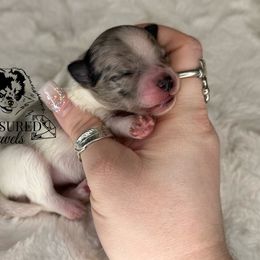 LUCY - Blue merle female Pomeranian puppy in Willis, Texas from Treasured Jewels Pomeranians