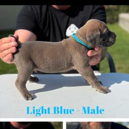 Light blue collar - Gray and fawn male Cane Corso puppy in Herriman, Utah from High Country Corsos