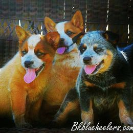 Australian Cattle Dog and Pembroke Welsh Corgi Puppies from Heelers in Texas