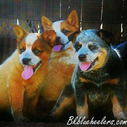 Australian Cattle Dog and Pembroke Welsh Corgi Puppies from Heelers in Texas