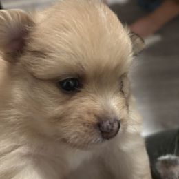 Pomeranian Puppies from Wickedly Cute Puppies