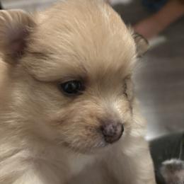 Pomeranian Puppies from Wickedly Cute Puppies