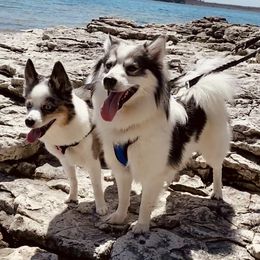 Pomskies from L&LPomskyPuppies