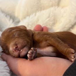 Red collar- Red male with white markings - Red male Cavapoo puppy in Gilbert, Arizona from Arizona Toy Cavapoos – Health‐Tested & Home‐Raised
