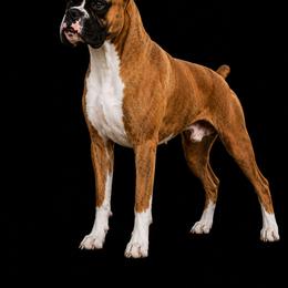 Boxer puppies from Impression's Boxers