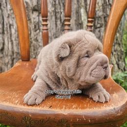 Raj - Lilac dilute male Chinese Shar-Pei puppy in Minden, Louisiana from Zoey's Waggly Tails